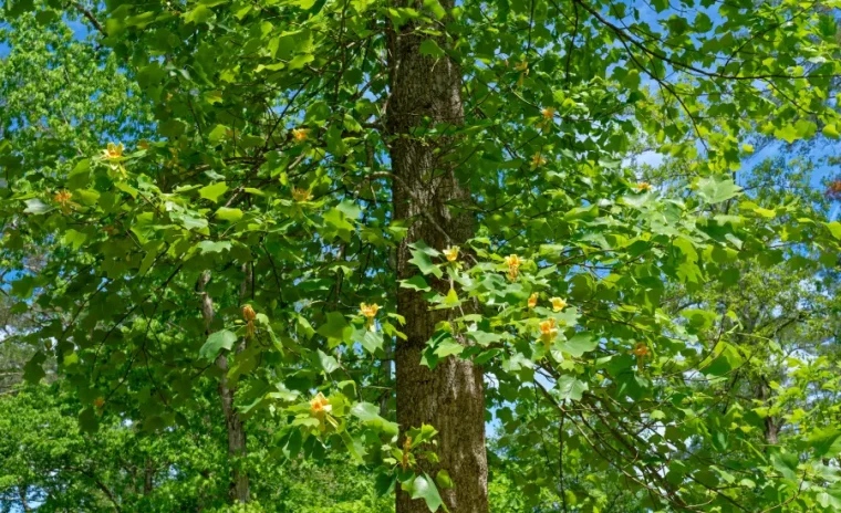 6 fall trees