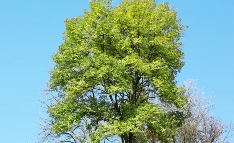 shade trees garden