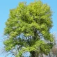 shade trees garden