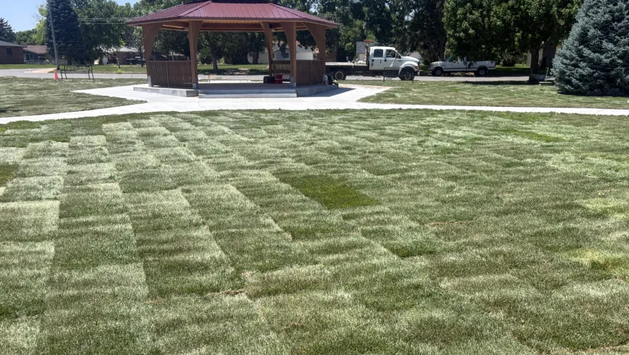 lawn install sod