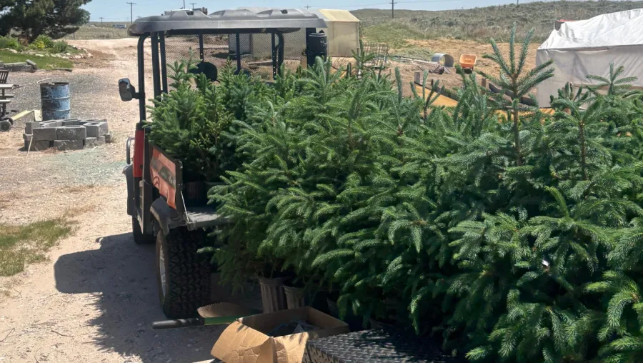 tree moving transplanting