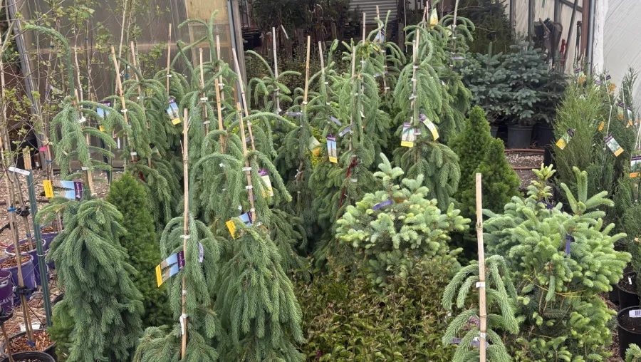 tree shrubs install sales