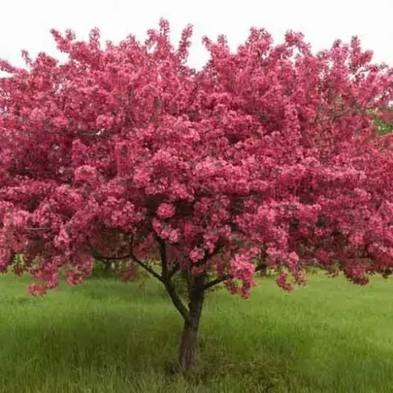 Crabapple Prairie Fire
