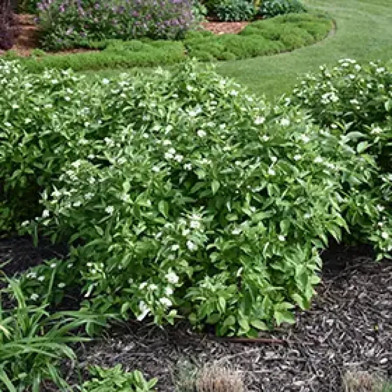 Dogwood Shrub Little Rebel