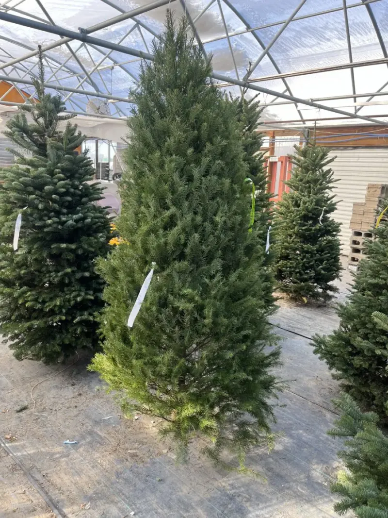 Douglas Fir