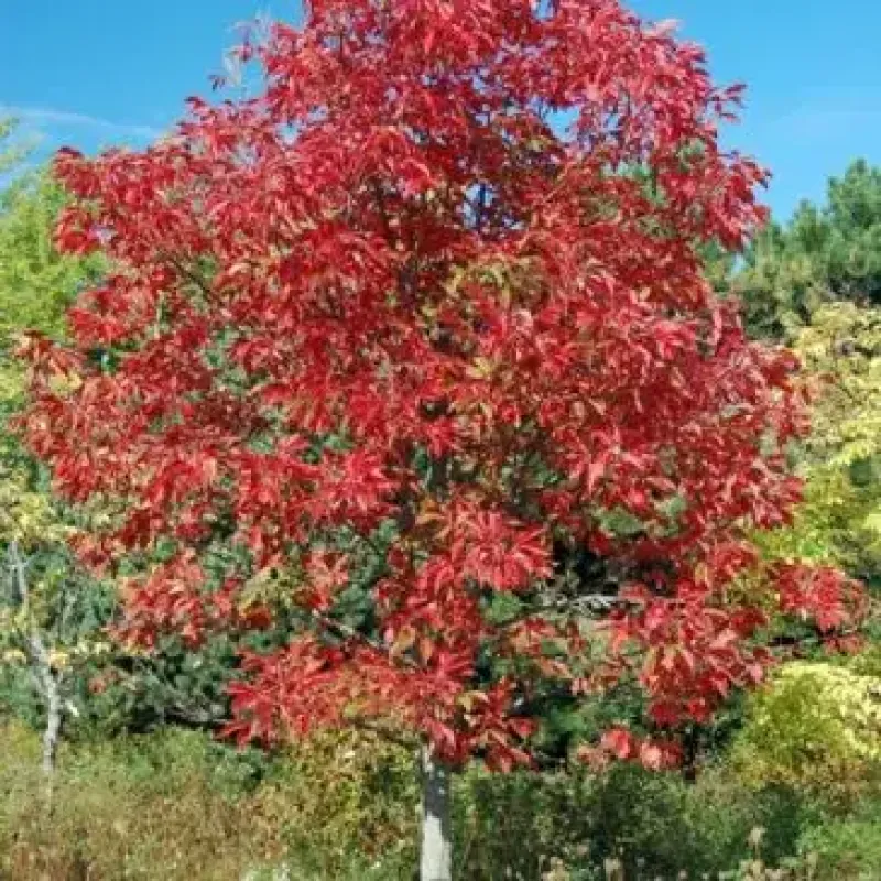Early Glow Ohio Buckeye