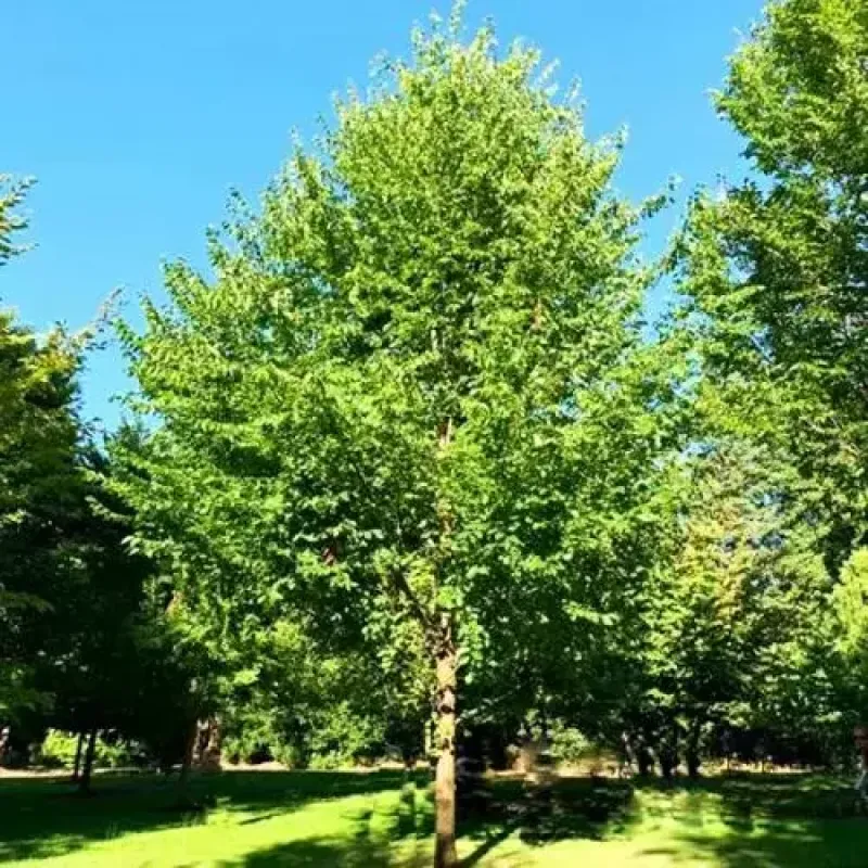 Elm New Harmony American