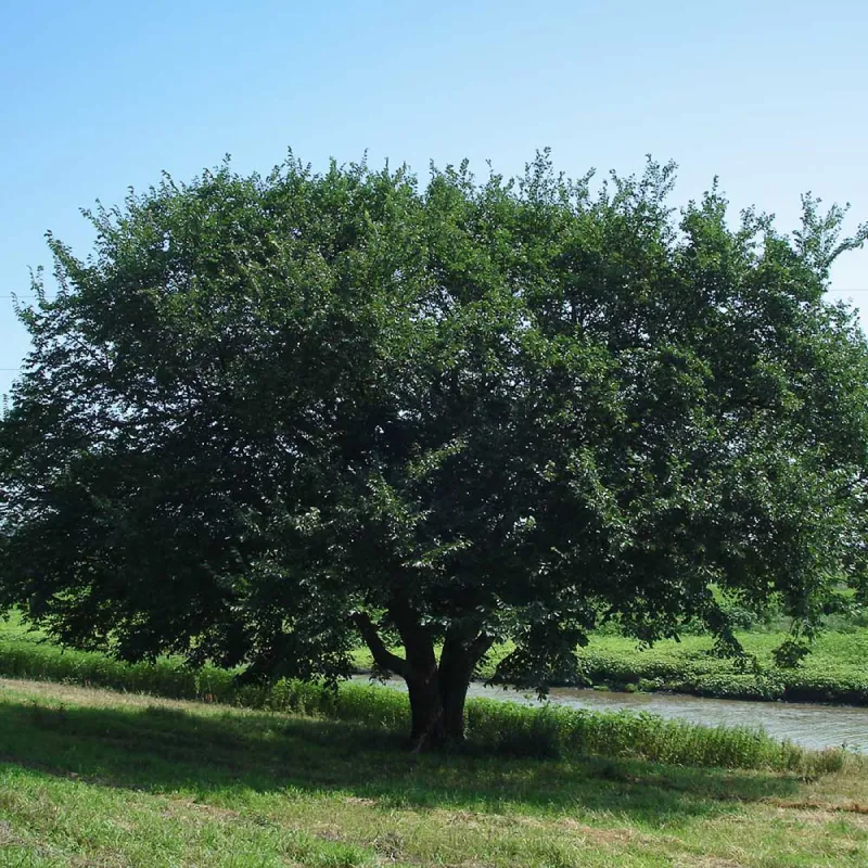 Elm Praire Expedition