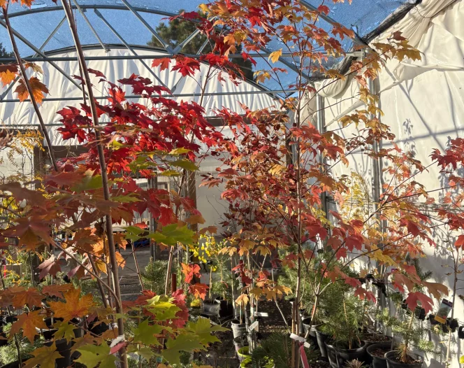 Holiday Farms LLC Imperial, Nebraska tree