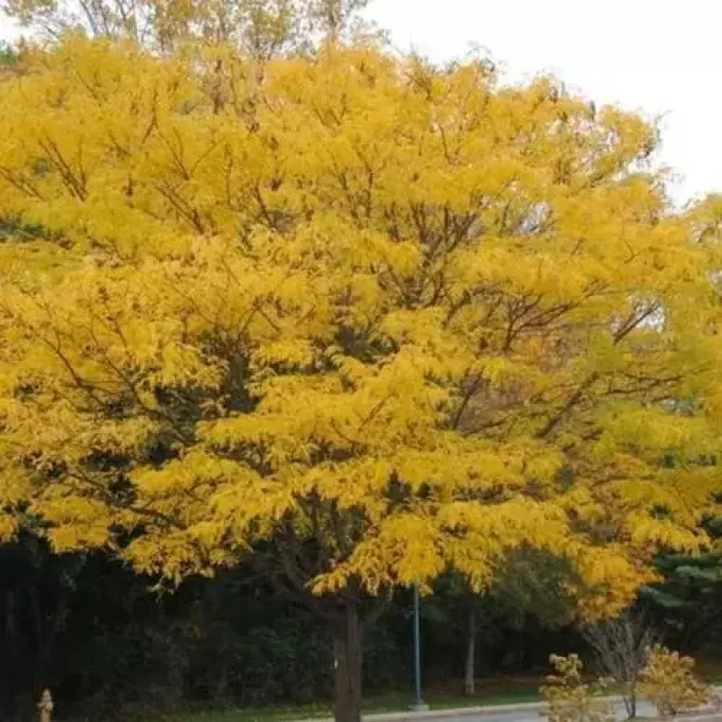 Honeylocust Imperial