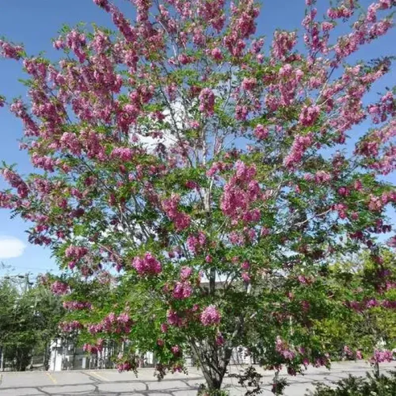 Honeylocust Purple Robe