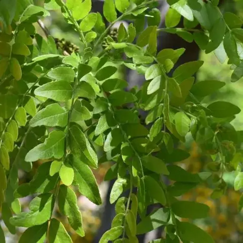 Honeylocust Skyline
