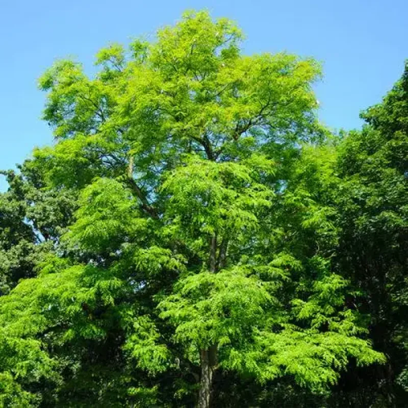 Kentucky Coffee Tree