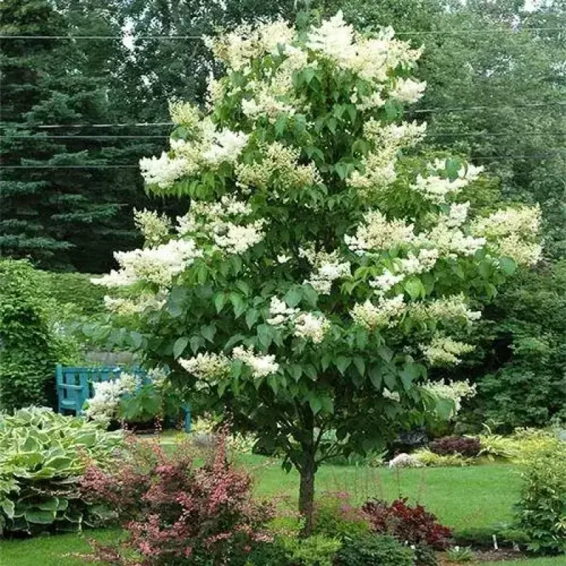 Lilac Ivory Silk Japanese Tree