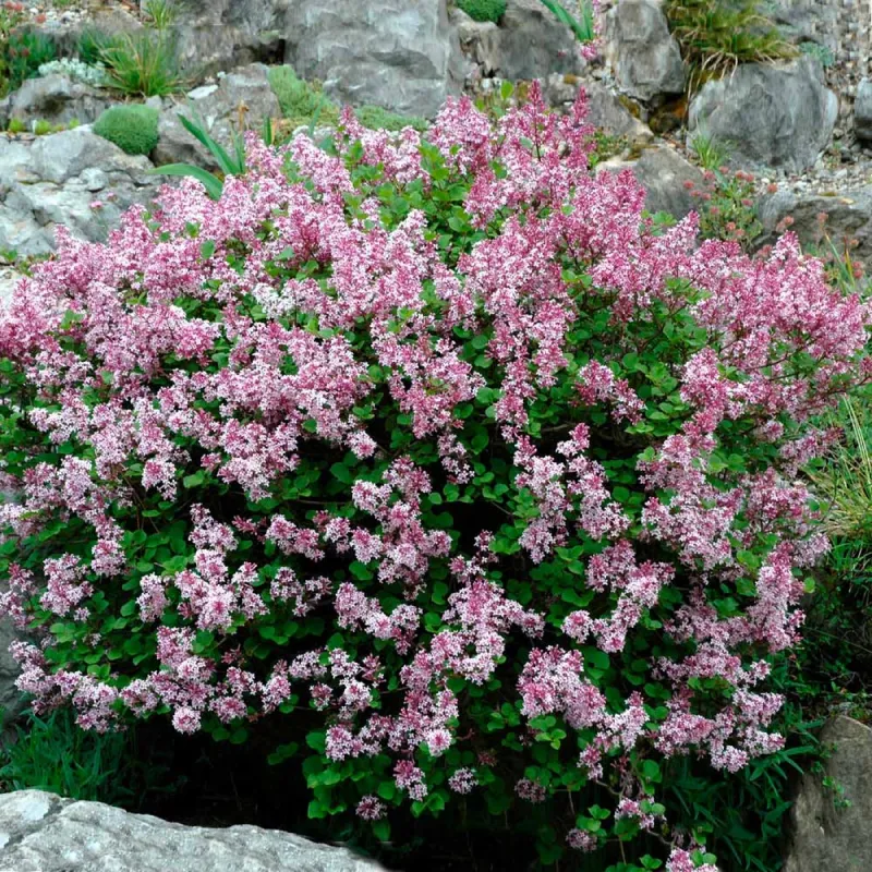 Lilac Shrub Dwarf Korean