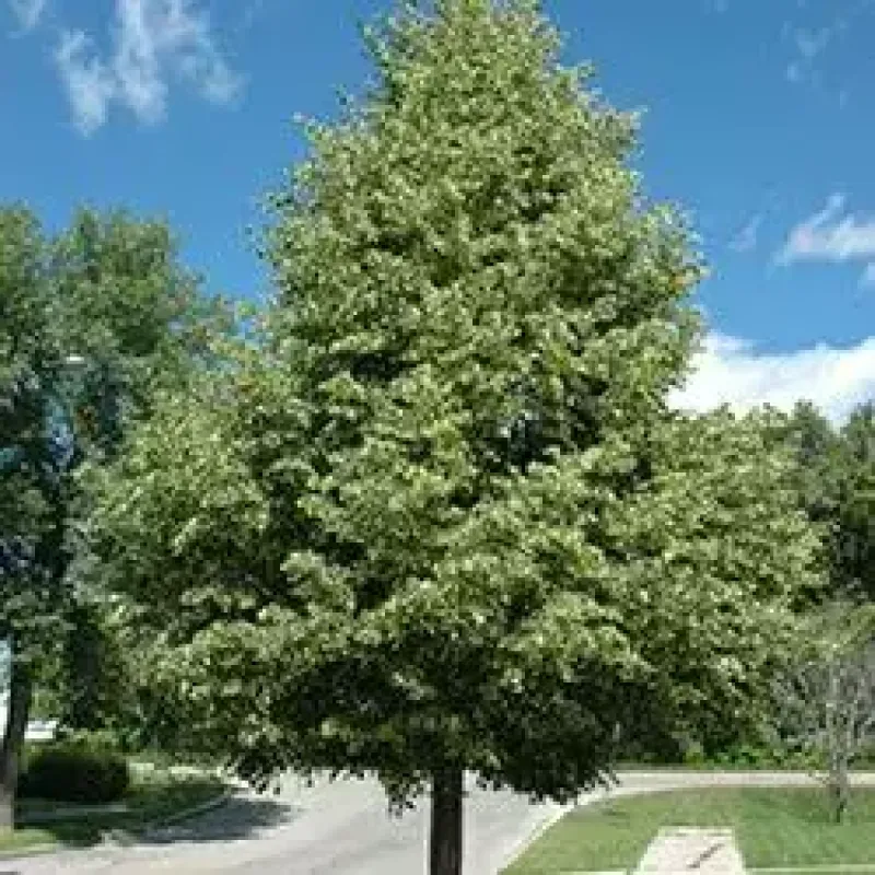 Linden Green Spire