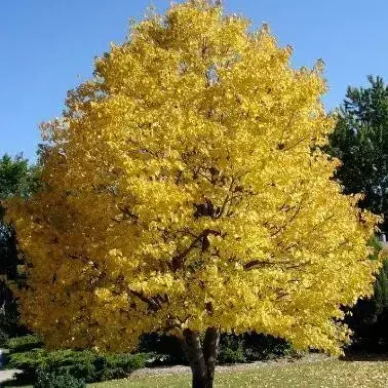 Linden Harvest Gold