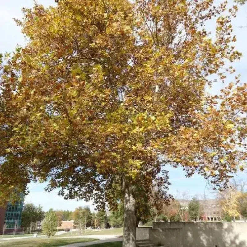 London Planetree Bloodgood 1
