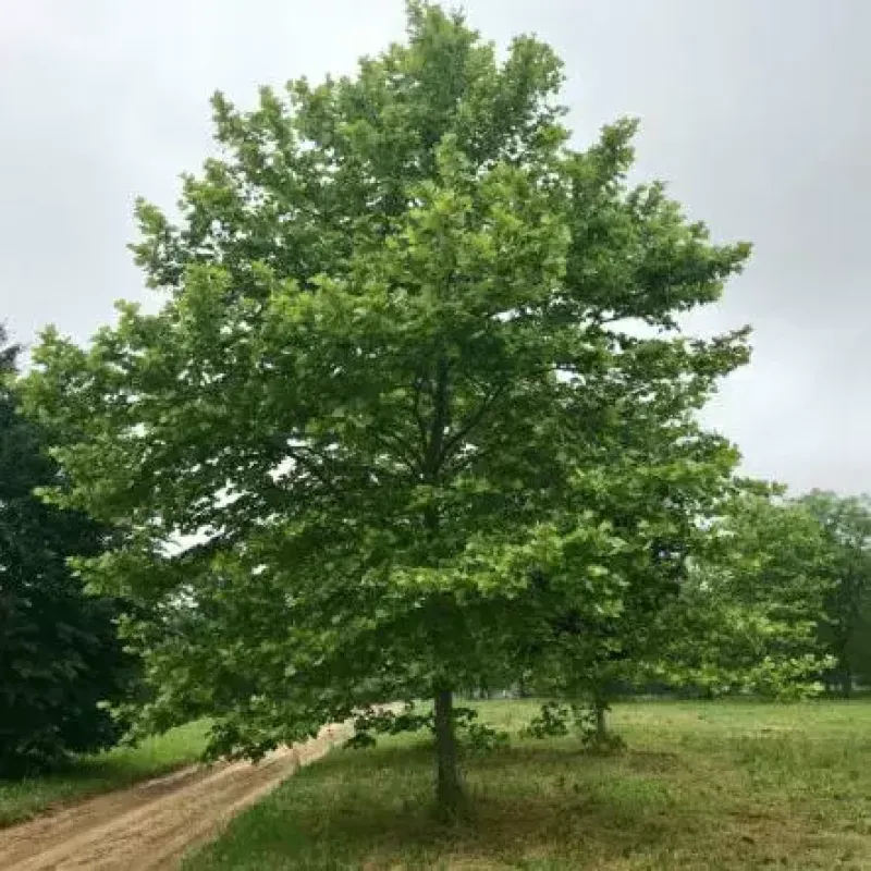London Planetree Bloodgood