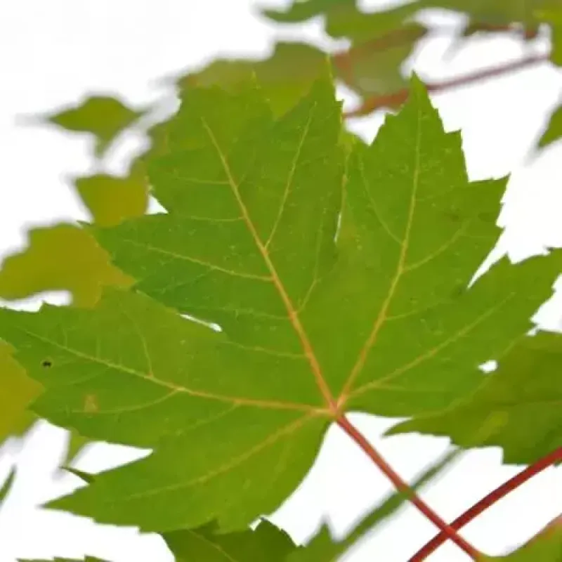 Maple Autumn Blaze 6ft