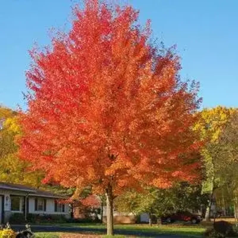 Maple Autumn Blaze