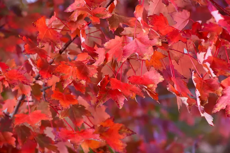 Maple Autumn Radiance 2