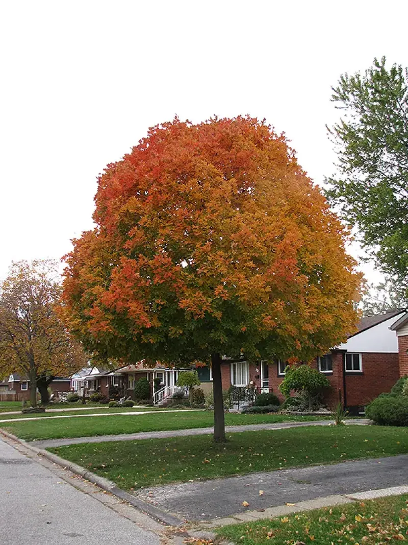 Maple Autumn Radiance