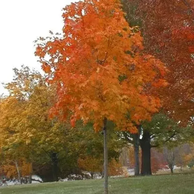 Maple Fall Fiesta Sugar