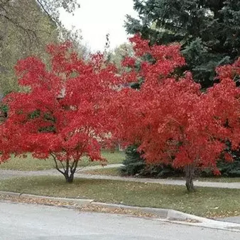 Maple Flame Amur