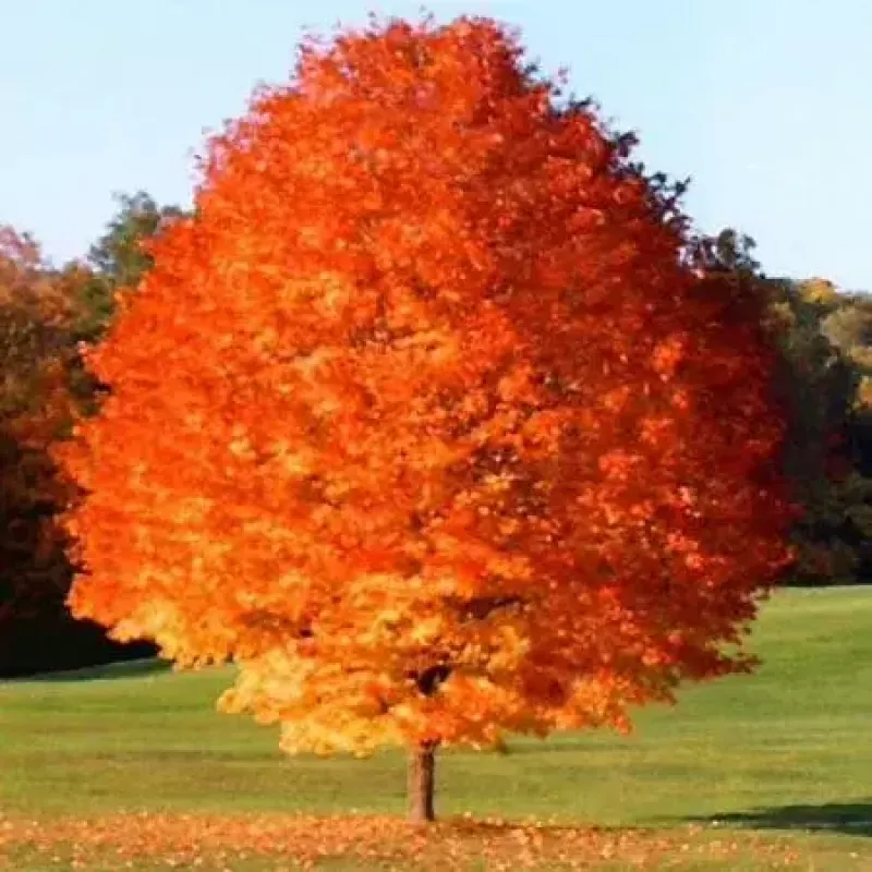 Maple October Glory 2