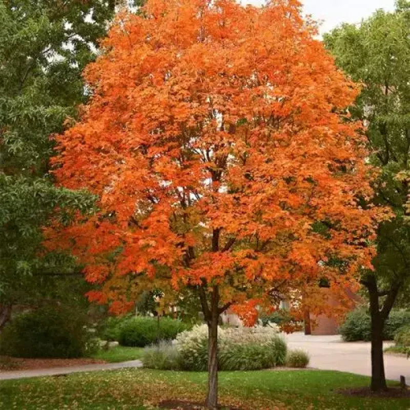 Maple Sugar