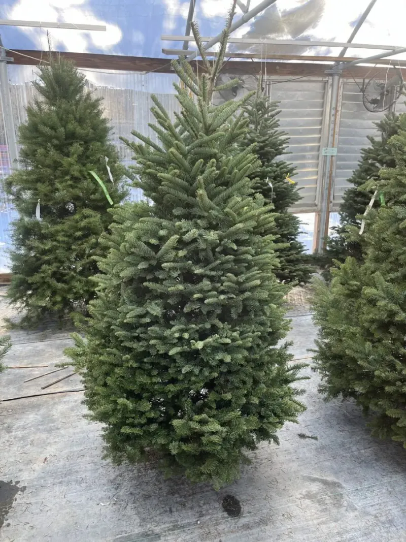 Noble Fir Fresh Cut