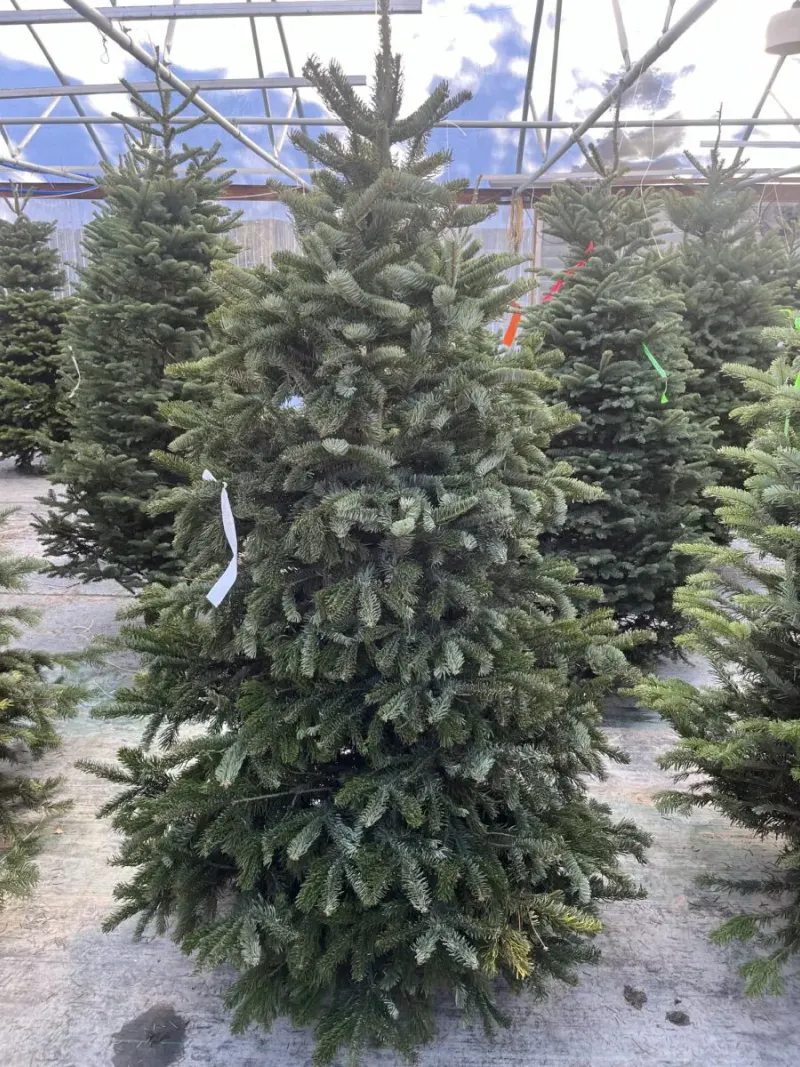 Nordman Fir