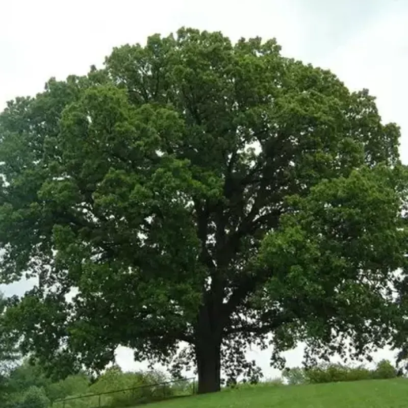 Oak Bur 2