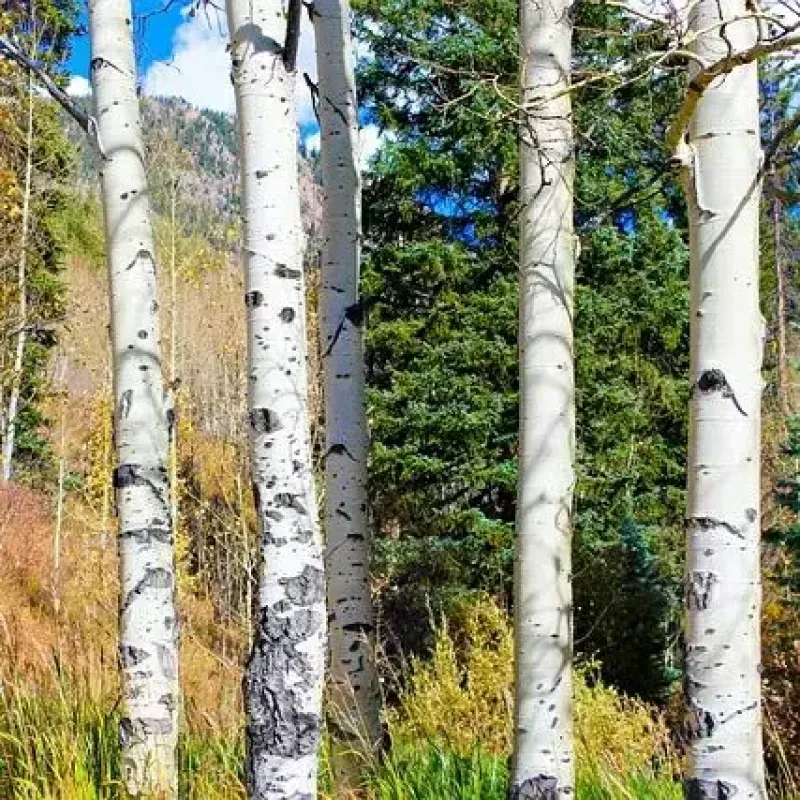 Quaking Aspen 2