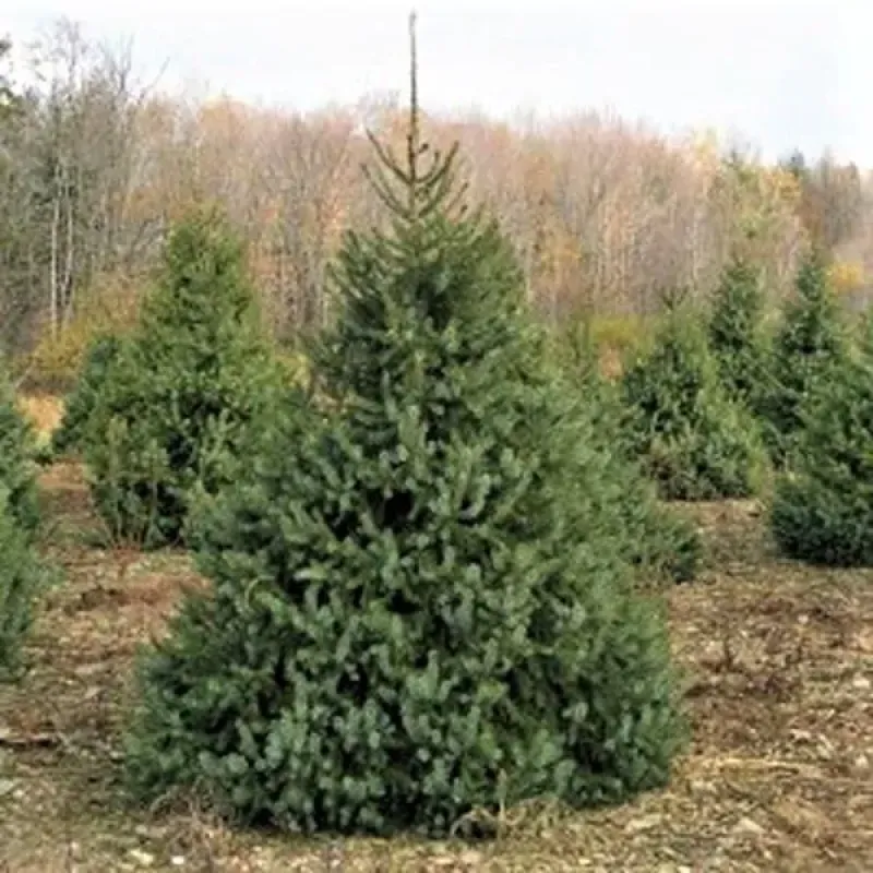Siberian Spruce