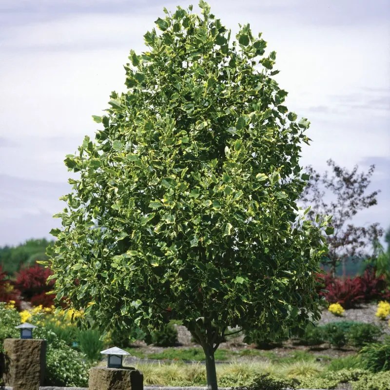 Tulip Tree2