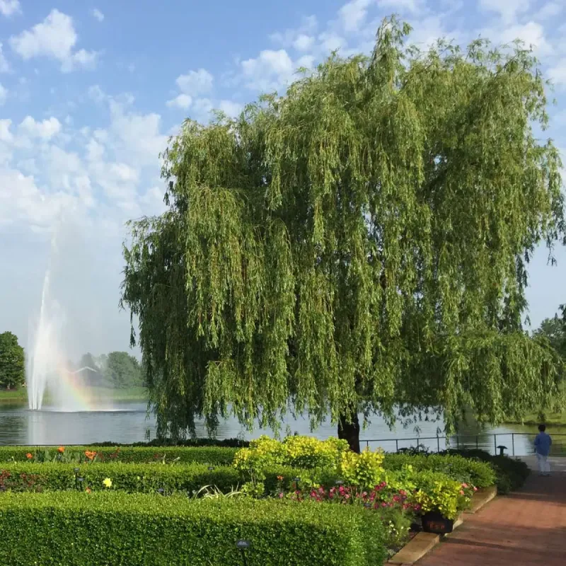 Weeping Willow 10 gal