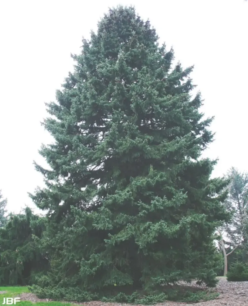 black hills spruce
