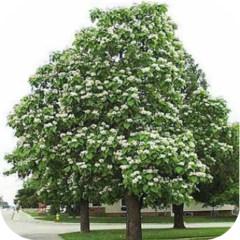 catalpa