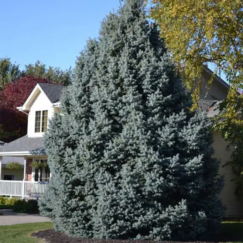 colorado blue spruce