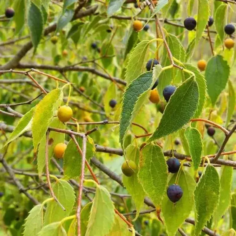 common hackberry 1