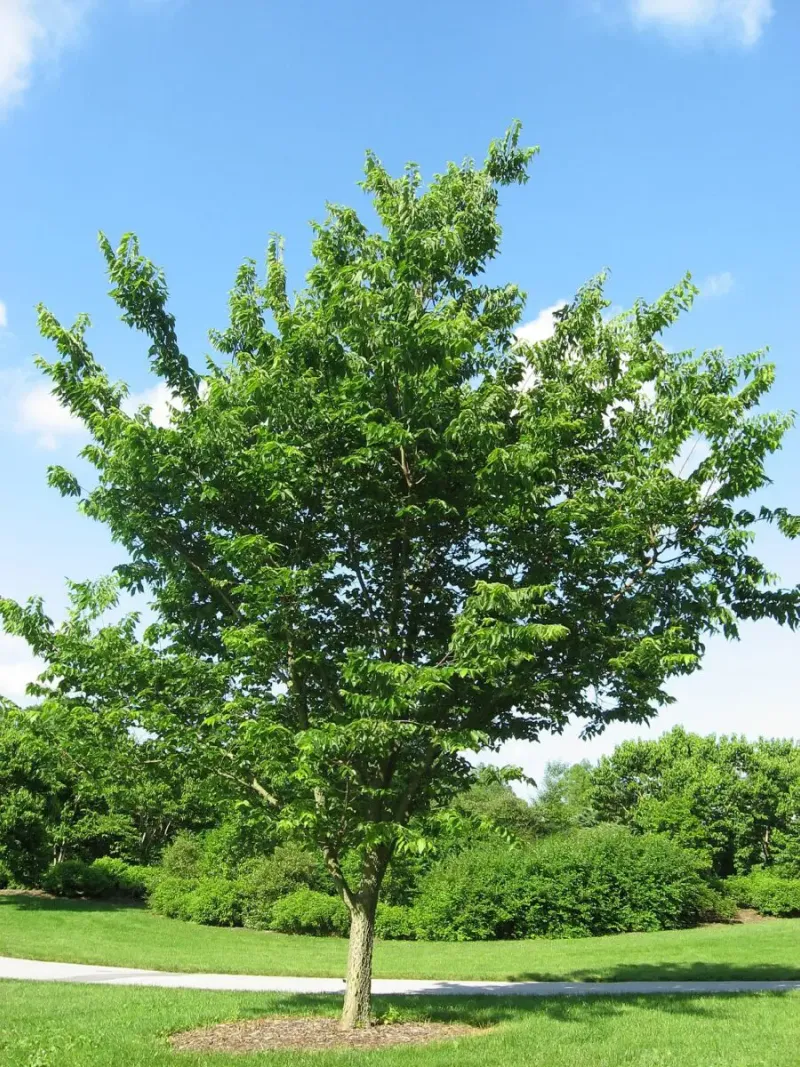 common hackberry 2