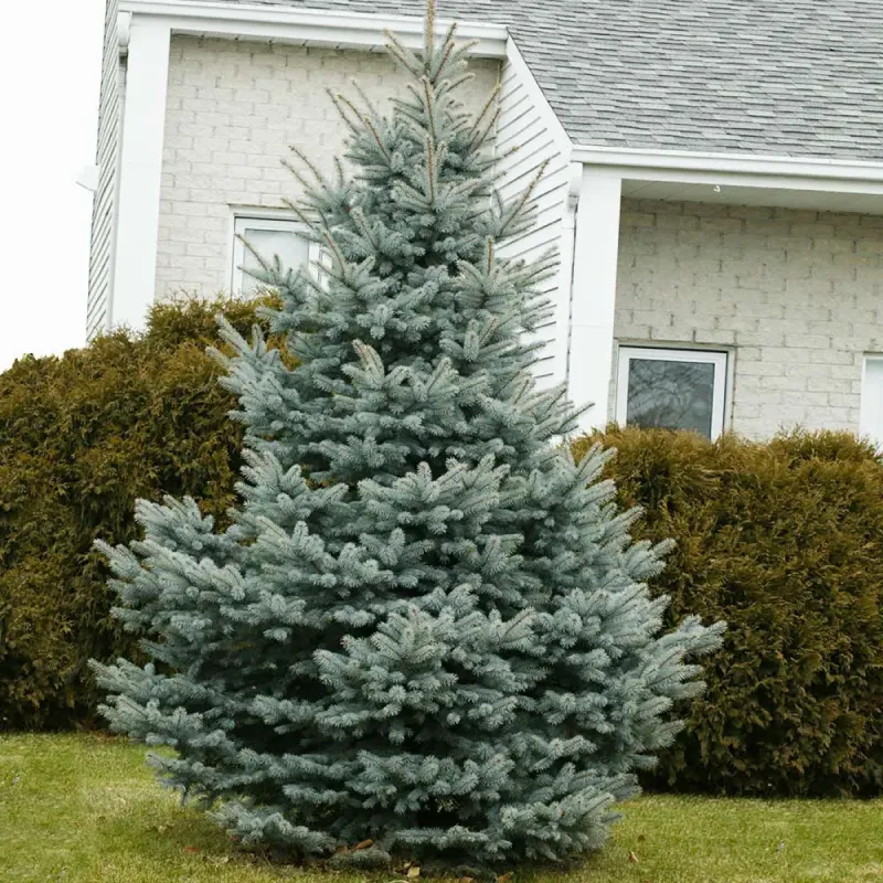 fat albert blue spruce