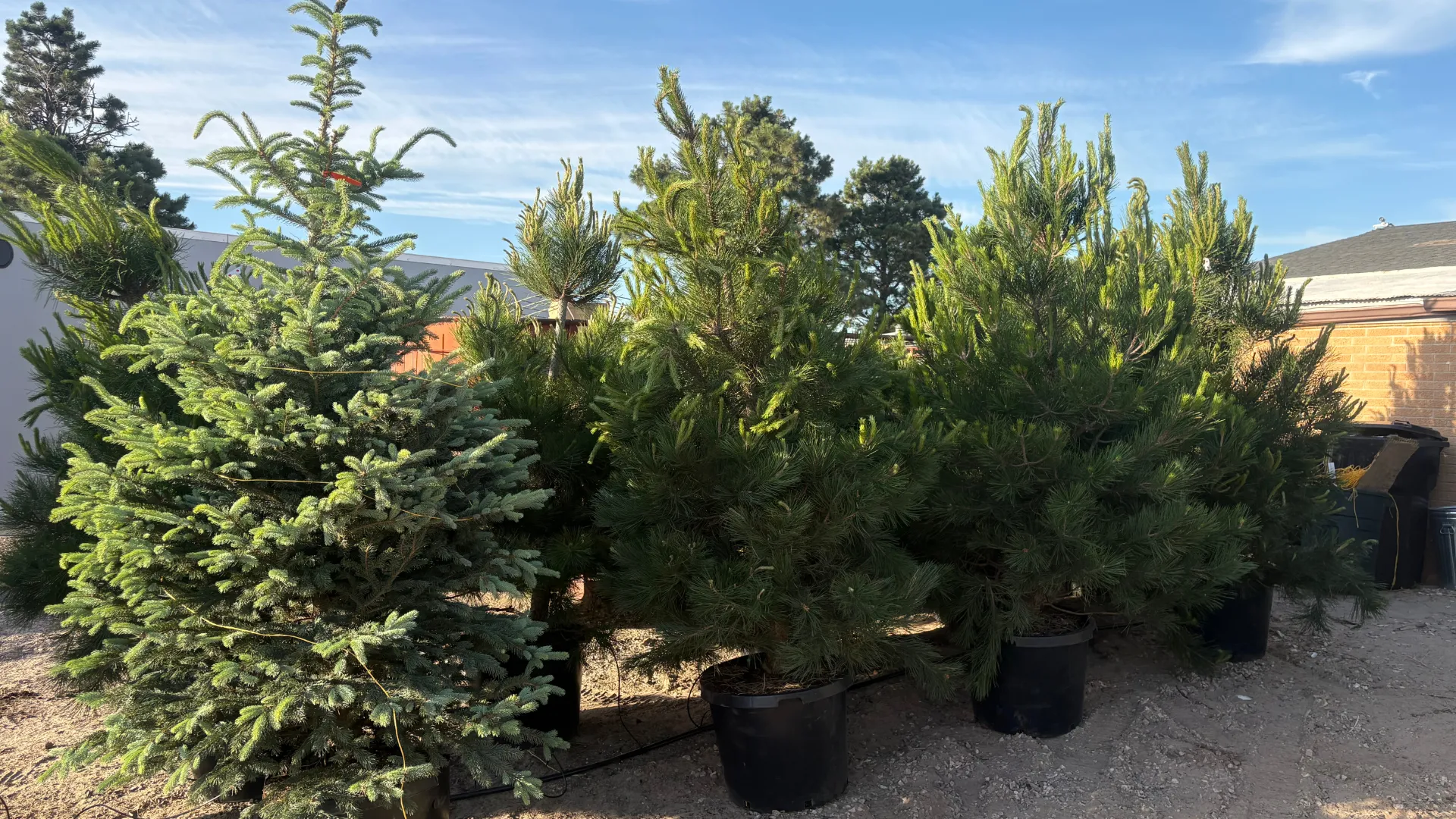 landscaping tree company hero