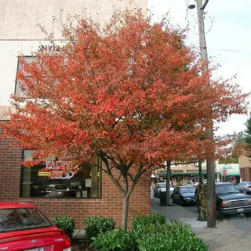 serviceberry