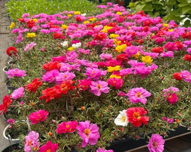 tree flowering shrubs