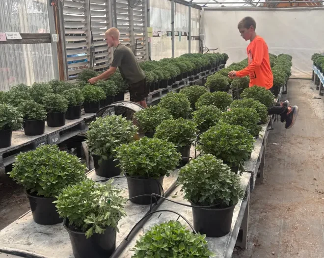 tree shrub install